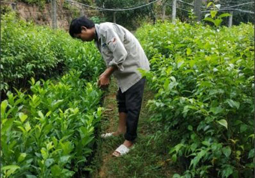 Hà Tĩnh: Ươm cây giống thu nhập cao
