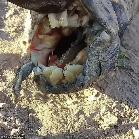 Hàm răng đáng sợ của loài cá phổi Nam Mỹ