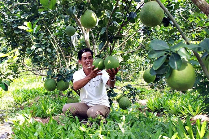 ca mau: dat phen man trong buoi da xanh trai to hon mat nguoi hinh anh 1