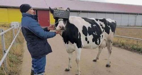 Cho bò xem phim thực tế ảo để thu nhiều sữa