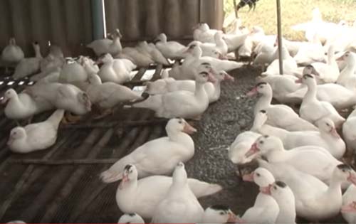 Bắc Ninh: Làm giàu nhờ nuôi giống ngan mới