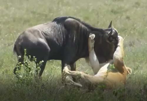 CLIP: Sư tử hạ gục linh dương đầu bò trong chớp mắt