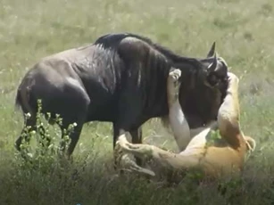 CLIP: Sư tử hạ gục linh dương đầu bò trong chớp mắt