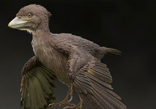 Bồ câu xấu xí như quái vật, là loài chim cổ xưa nhất