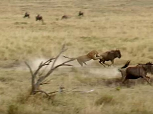 CLIP: Báo hoa mai suýt bỏ mạng khi tấn công linh dương đầu bò