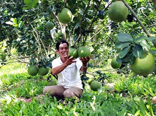 Cà Mau: Đất phèn mặn trồng bưởi da xanh trái to hơn mặt người