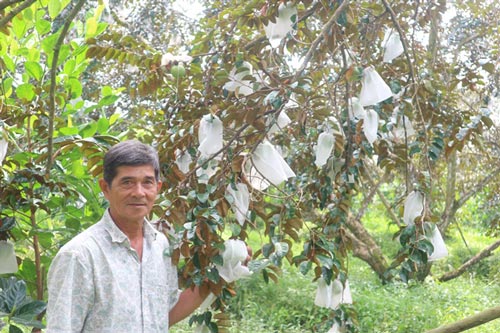 Cần Thơ: Đổi đời nhờ cây vú sữa