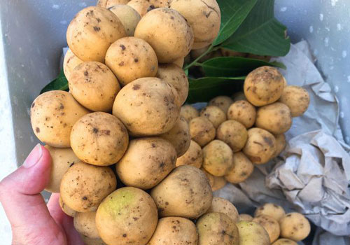 Loạt lợi ích bất ngờ của quả bòn bon bạn không nên bỏ qua