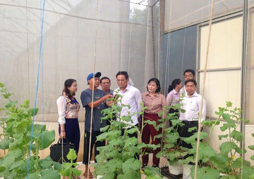 Mô hình sản xuất rau sạch ở xã Xuân Định, huyện Xuân Lộc.