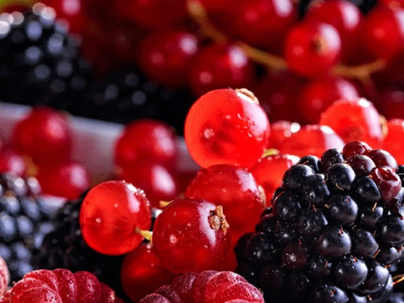 Các loại quả mọng có khả năng chuyển hóa glucose thành năng lượng, làm giảm mức glucose một lượng đáng kể. Hơn nữa, chúng làm tăng sự giải phóng insulin. Do đó, điều chỉnh lượng đường trong cơ thể. Ảnh minh họa: Internet. Các loại quả mọng có khả năng chuyển hóa glucose thành năng lượng, làm giảm mức glucose một lượng đáng kể. Hơn nữa, chúng làm tăng sự giải phóng insulin. Do đó, điều chỉnh lượng đường trong cơ thể. Ảnh minh họa: Internet.