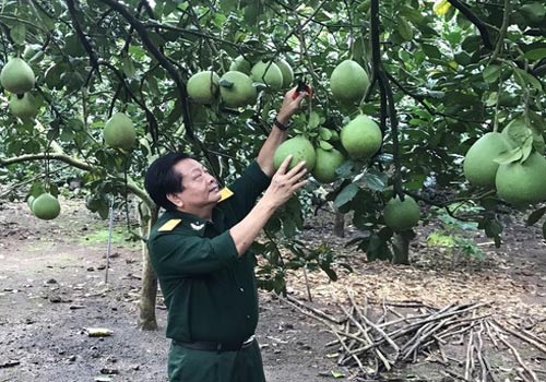 Cựu chiến bình Trần Quang Vinh vượt qua gian khó, làm giàu từ cây bưởi da xanh.