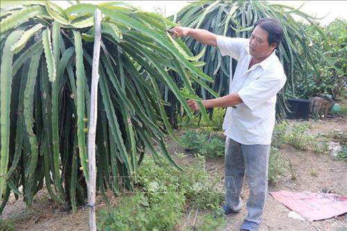 Nông dân xã Long Bình Điền, huyện Chợ Gạo tỉa cành, tạo tán cho vườn thanh long. Ảnh: Minh Trí-TTXVN