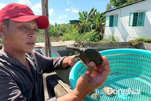Chuyện lạ Đồng Nai: Vào rừng nuôi... ba ba, cả làng khá giả