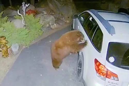Gấu mở cửa ô tô, trèo vào trong làm hành động bất ngờ