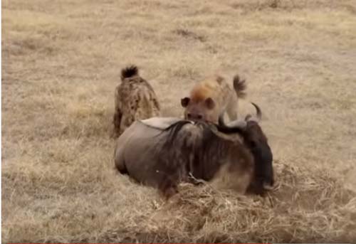 CLIP: Linh dương đầu bò vật lộn với linh cẩu giành sự sống