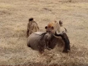 CLIP: Linh dương đầu bò vật lộn với linh cẩu giành sự sống