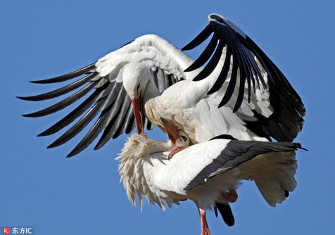 Đẹp mê cảnh bạch hạc nhảy vũ điệu tình yêu trên tổ