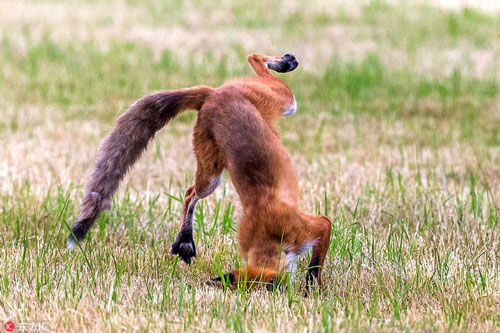 Hài hước cảnh cáo đỏ "chổng ngược" săn chuột đồng