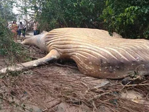 Vì sao xác cá voi dài 8 mét được tìm thấy trong rừng Brazil?