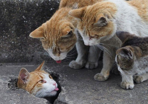 Loạt ảnh mèo hoang chơi đùa cực vui, ai xem cũng yêu đời hơn