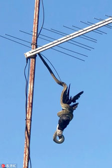 Khiếp đảm cảnh trăn khổng lồ săn mồi trên ăng ten