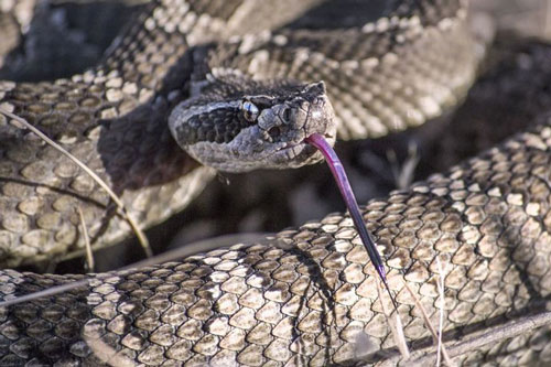 Giải mã bí ẩn gây "sốc" về loài rắn: Từng có chân