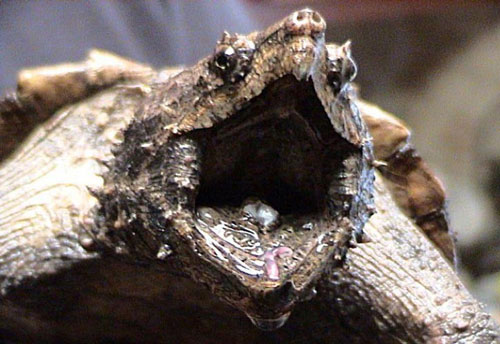 Sự thực quái đản: Rùa ăn thịt người, tatu mắc bệnh hủi...