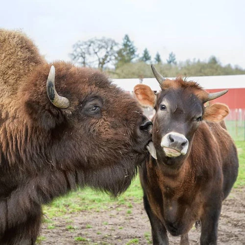 Helen là một con bò rừng mù lòa, nó sống nhiều năm tại khu bảo tồn Lighthouse Farm Sanctuary ở Oregon, Mỹ mà không có bất cứ người bạn nào.