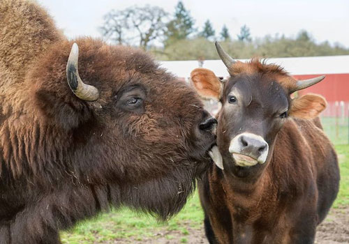 Bò rừng mù bị cô lập, tưởng cô đơn đến chết, ai ngờ gặp được "định mệnh"