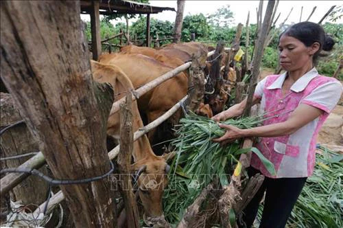 Gia đình chị Rơ Chăm Ngân, dân tộc Jrai, ở làng Muông Yố 2, xã Ia Ka, huyện Chư Pah (Gia Lai) đầu tư nuôi bò góp phần tăng thu nhập. Ảnh: Trần Việt - TTXVN