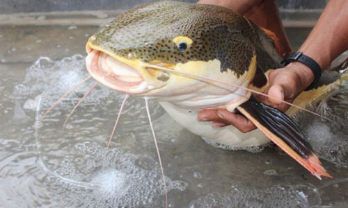 Ông lão Bạc Liêu bất ngờ bắt được “thủy quái” vùng Amazon nặng 15kg