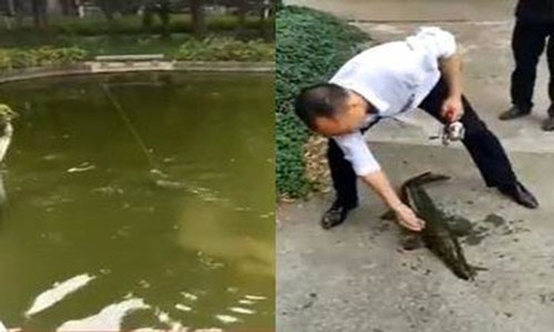 Cá Koi liên tục mất tích bí ẩn, phát hiện "quái vật" lạ lùng...