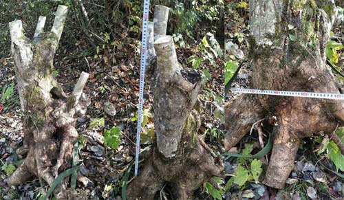 Lào Cai: Sự thật bất ngờ về gốc cây như củi khô trả 160 triệu đồng không bán