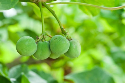 Những loại quả quen hàng ngày không ngờ có độc tố