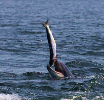 Rợn người cá heo chơi đùa con mồi trước khi ăn thịt