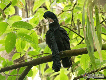 Những loài chim có vẻ ngoài lạ lùng nhất thế giới