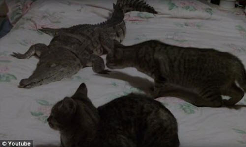 Thót tim xem mèo mạo hiểm trêu chọc cá sấu nước ngọt