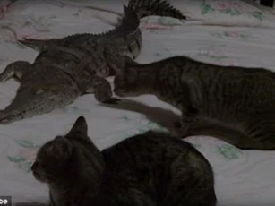 Thót tim xem mèo mạo hiểm trêu chọc cá sấu nước ngọt