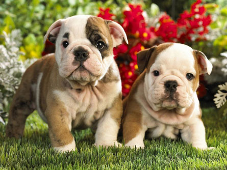 Những khám phá không thể ngờ về giống chó bulldog