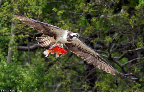 "Bắt quả tang" chim ưng biển bắt trộm cá cảnh