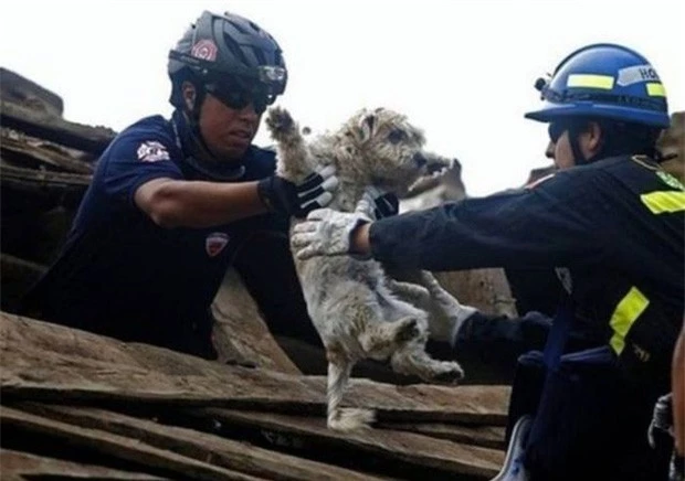 Xúc động khoảnh khắc động vật nép mình bên lính cứu hoả - Hình 8 Xuc dong khoanh khac dong vat nep minh ben linh cuu hoa-Hinh-8