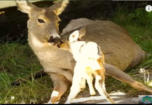 CLIP: Khám phá thú vị về cảnh động vật mang thai và chăm sóc con