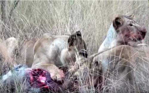 CLIP: Lợn bướu chết thảm dưới hàm răng sắc nhọn của đàn sư tử