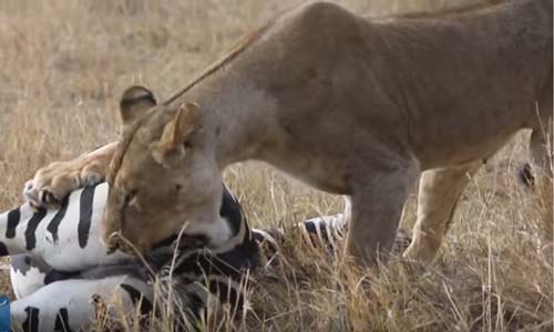 CLIP: Sư tử cái đoạt mạng ngựa vằn trong chớp mắt