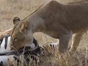 CLIP: Sư tử cái đoạt mạng ngựa vằn trong chớp mắt