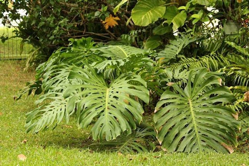 Loại quả Monstera deliciosa có nguồn gốc từ các khu rừng nhiệt đới ở Nam Mexico, Panama, sau đó được đưa sang trồng ở các nơi khác.