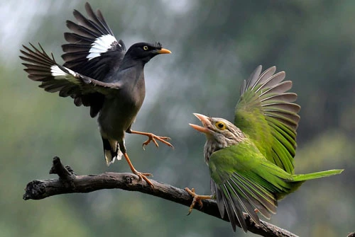 Hình ảnh động vật ấn tượng ghi cảnh chim cu rốc (phải) quyết chiến với chim myna trong rừng ở Assam, Ấn Độ. (Nguồn Guardian)