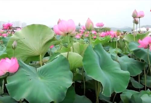 Đồng Tháp: Làm giàu nhờ chế biến sản phẩm từ sen