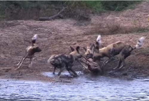 CLIP: Linh dương chết thảm khi chạm mặt chó hoang