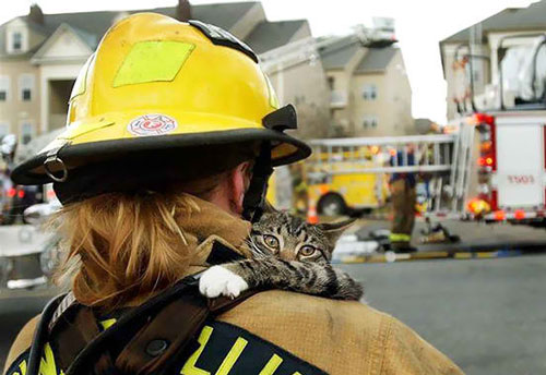 Xúc động khoảnh khắc động vật nép mình bên lính cứu hoả